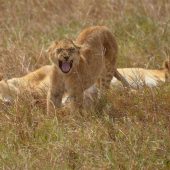  Ngorongoro Crater, TZ